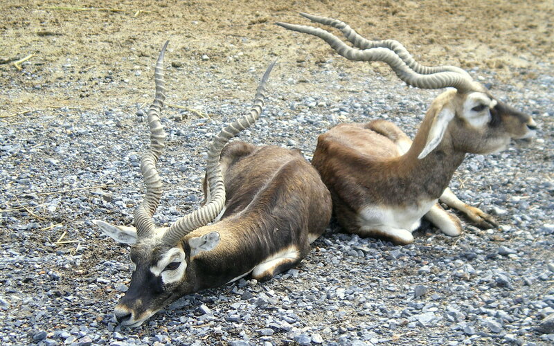 Two Blackbuck Antelopes