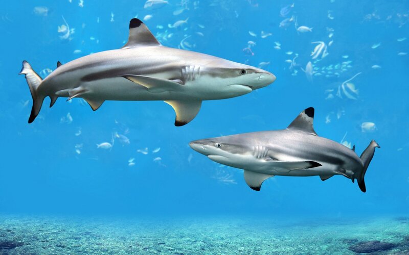 Two Blacktip Reef Sharks