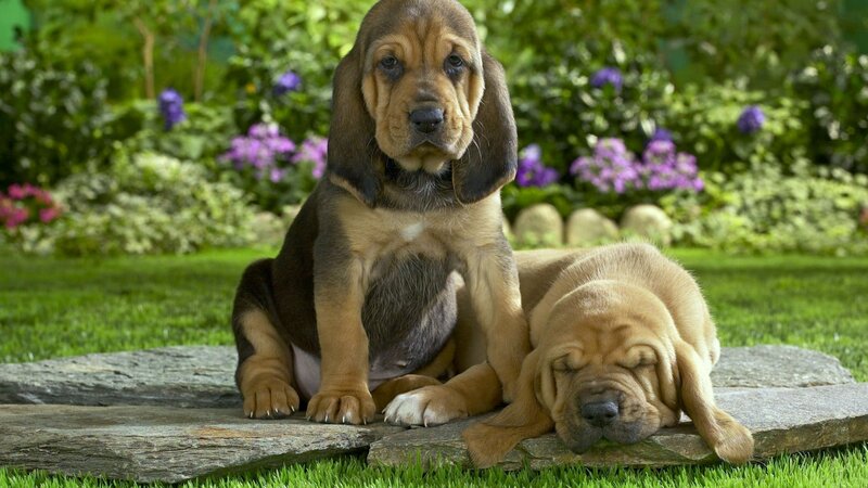 Two bloodhound puppies in garden