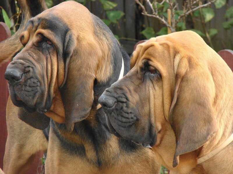 two bloodhounds sitting together