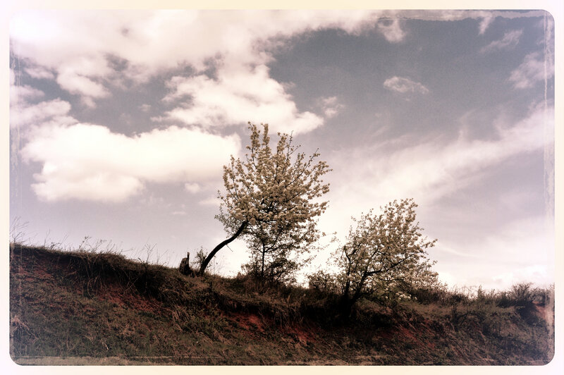 Two Blooming Trees