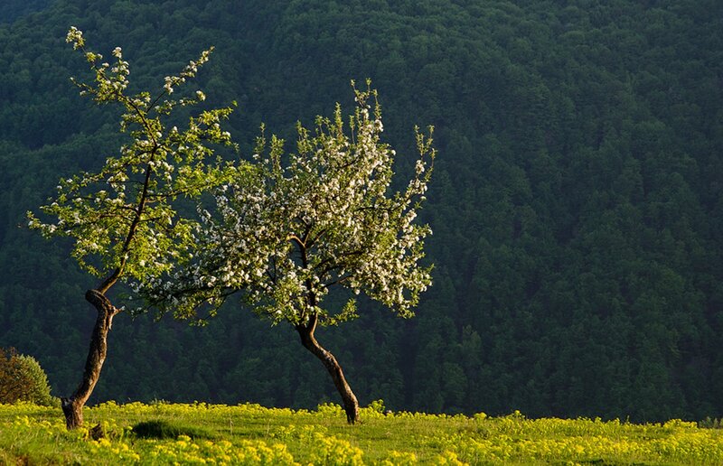 Two Blossoming Trees