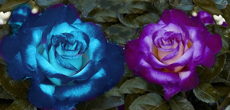 Two Blue and Purple Roses