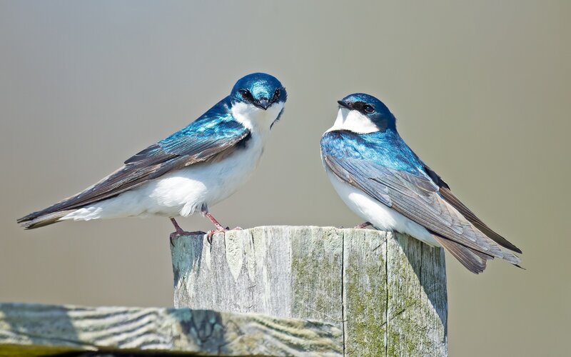 Two Blue-and-white Swallows
