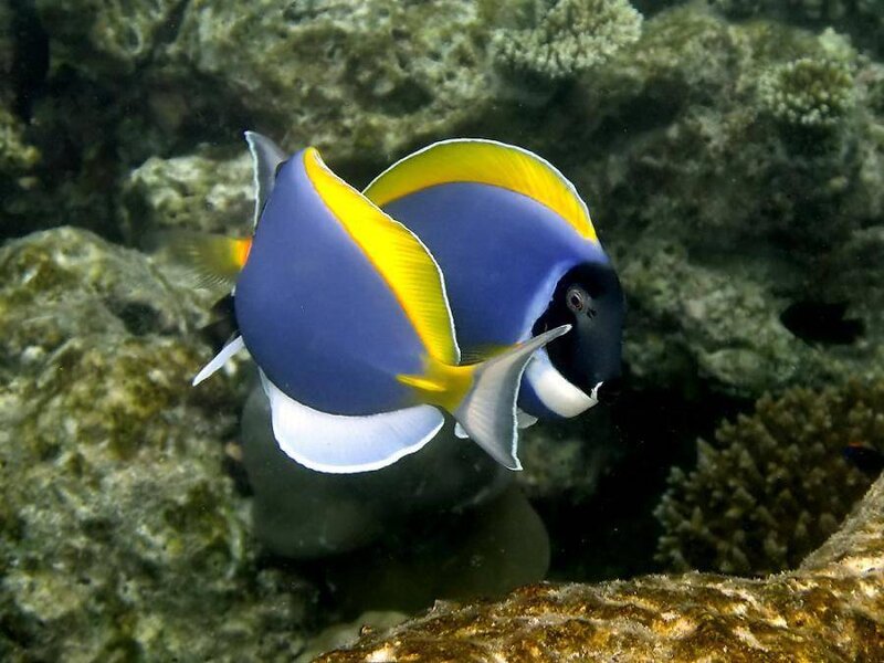 Two blue and yellow fish in coral