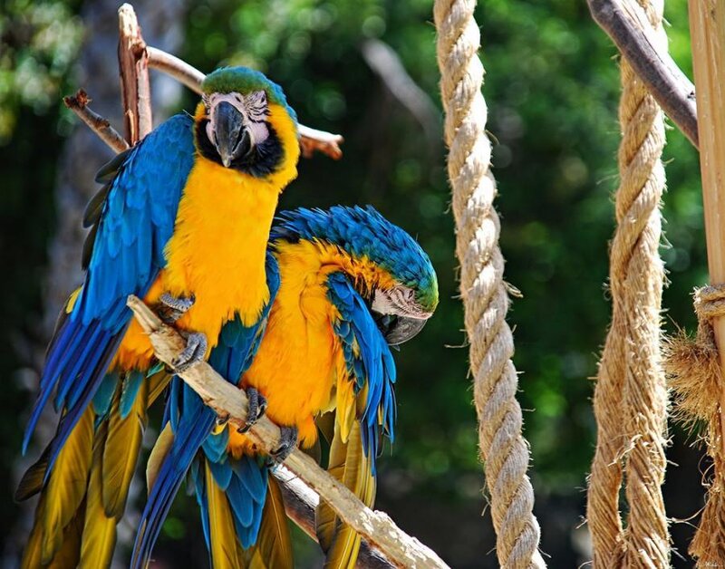 Two Blue-and-yellow Macaws — Blue, Calm, Afternoon, Photograph, Branch