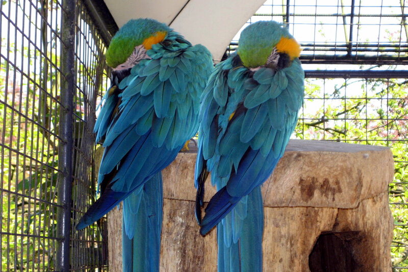 Two Blue-and-yellow Macaws — Blue, Calm, Afternoon