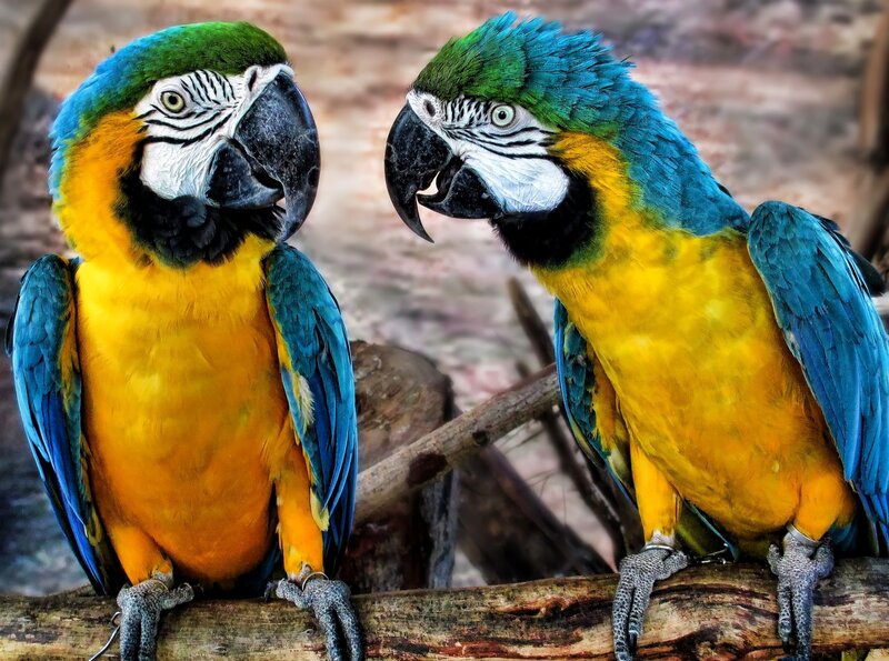 Two Blue-and-yellow Macaws — Blue, Calm, Photograph, Birds, Branches
