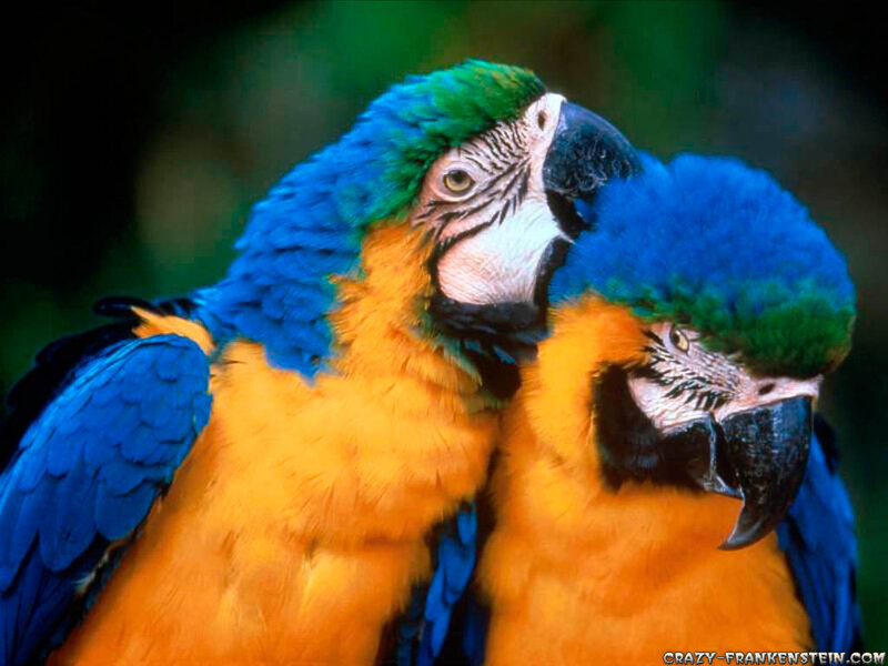 Two Blue-and-yellow Macaws — Blue, Calm, Photograph, Birds