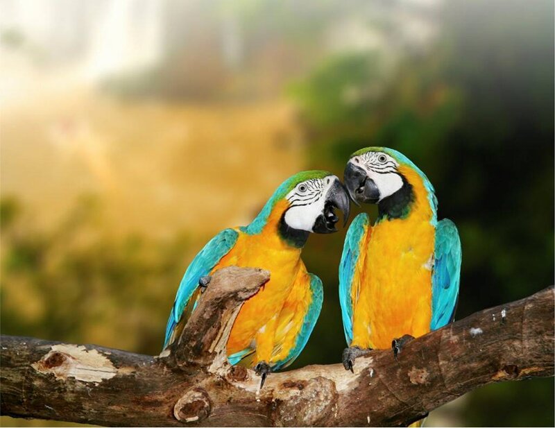 Two Blue-and-yellow Macaws — Blue, Calm, Photograph, Branch, Forest