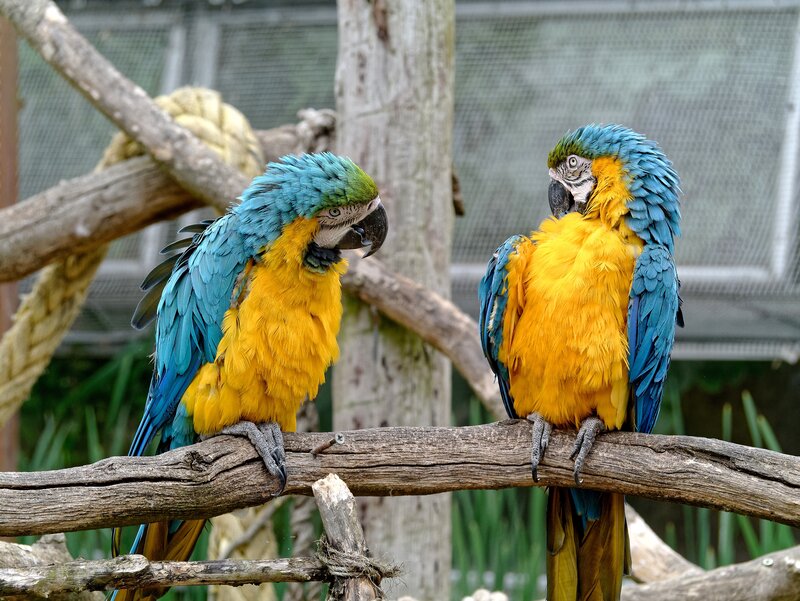 Two Blue-and-yellow Macaws — Blue, Calm, Photograph, Branch