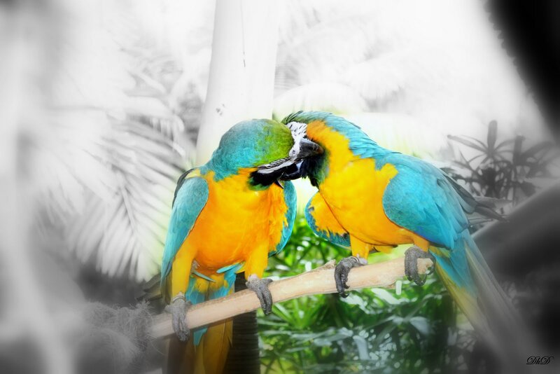 Two Blue-and-yellow Macaws — Blue, Calm, Photograph, Parrots