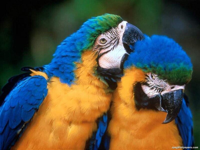 Two Blue-and-yellow Macaws — Blue, Calm, Photograph