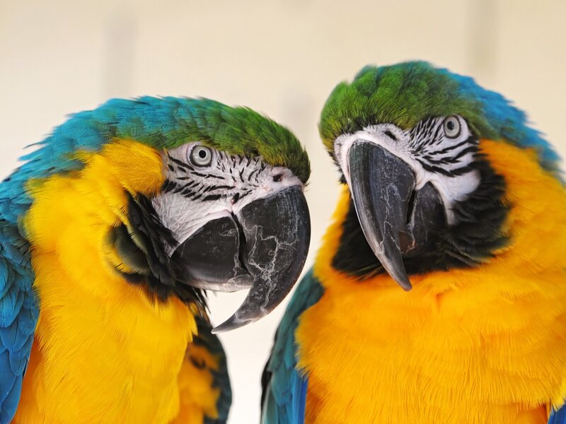 Two Blue-and-yellow Macaws — Blue, Calm
