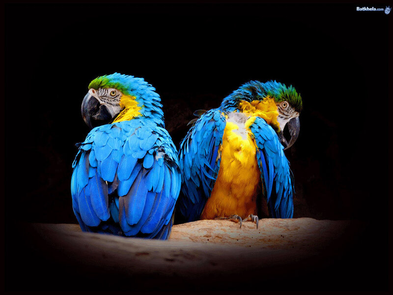 Two Blue-and-yellow Macaws — Blue, Dramatic, Photograph