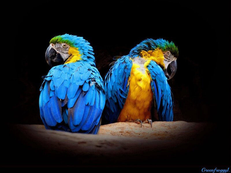 Two Blue-and-yellow Macaws — Blue, Dramatic
