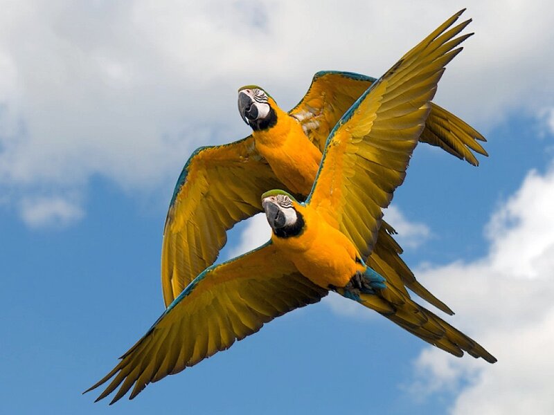 Two Blue-and-yellow Macaws — Blue