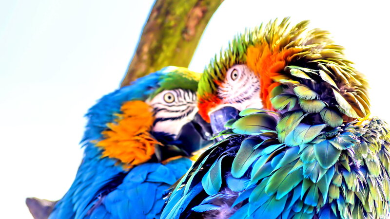 Two Blue-and-yellow Macaws — Blue, Vibrant