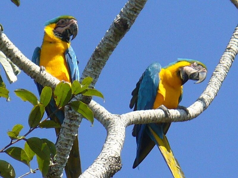 Two blue-and-yellow macaws on a branch