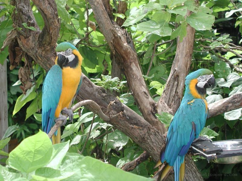 Two blue-and-yellow macaws on a branch