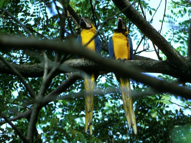 Two Blue-and-yellow Macaws — Yellow