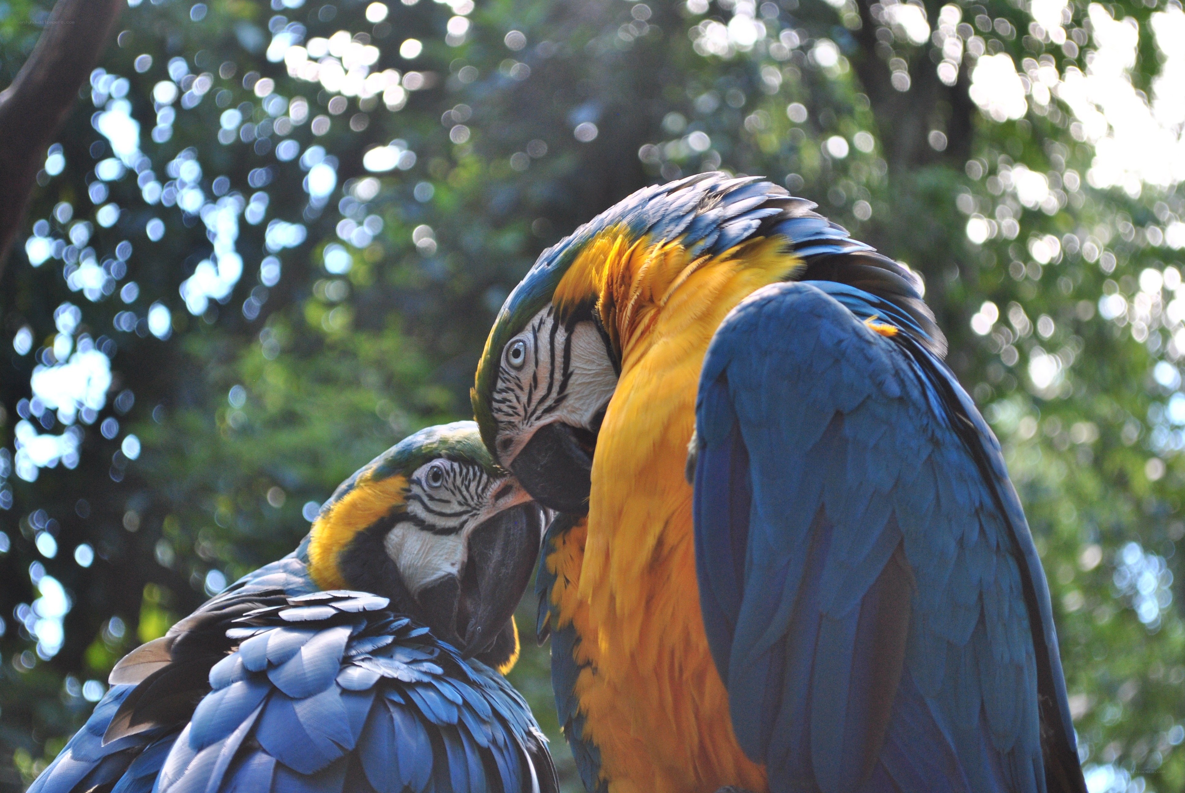 Two blue-and-yellow macaws