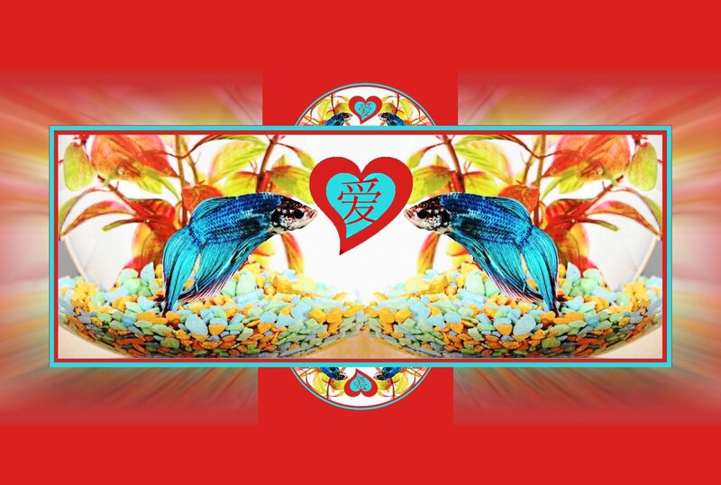 Two Blue Betta Fish