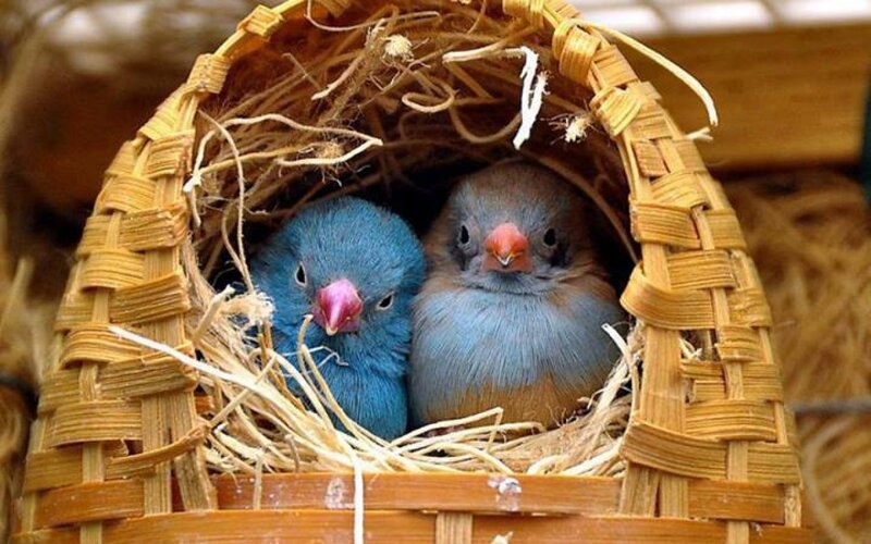 Two Blue Birds in Nest — Calm