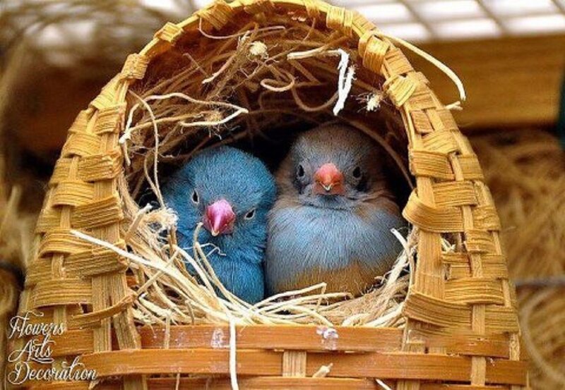 Two Blue Birds in Nest