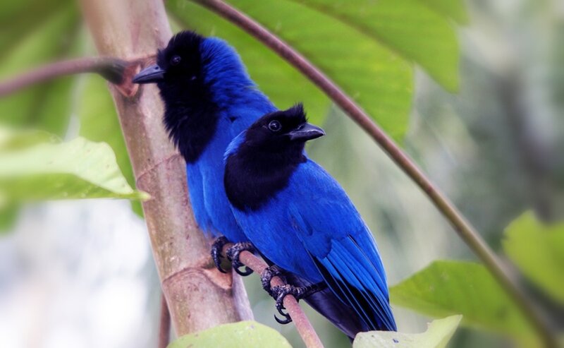Two Blue Birds on Branch — Calm