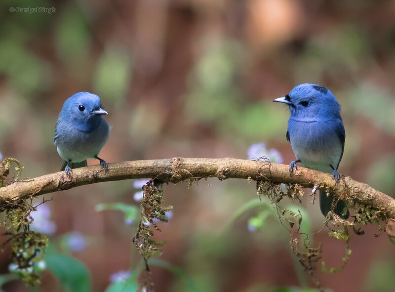 Two Blue Birds on Branch — Serene, Photograph