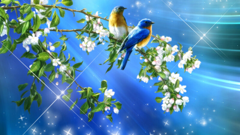 Two Blue Birds on Branch — Serene