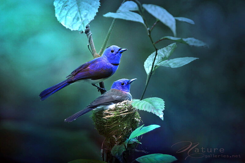 Two Blue Birds on Nest