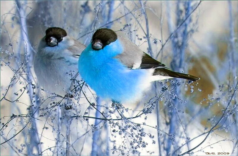 Two Blue Birds