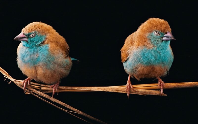 Two Blue-breasted Birds