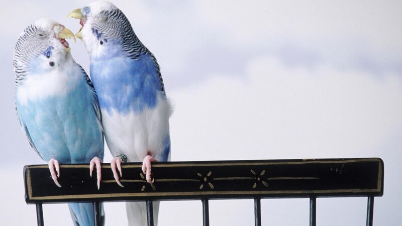 Two Blue Budgerigars — Birds
