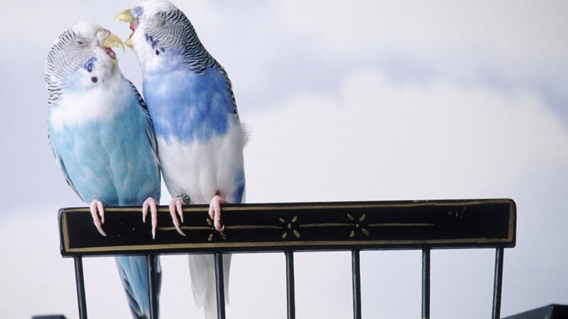 Two Blue Budgerigars — Calm, Photograph, Birds