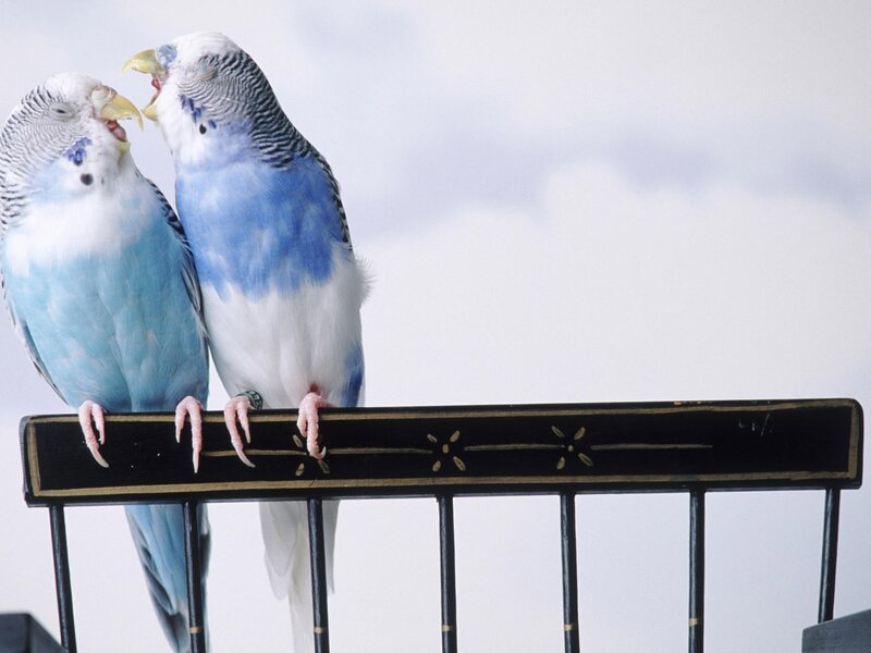 Two Blue Budgerigars — Calm, Photograph