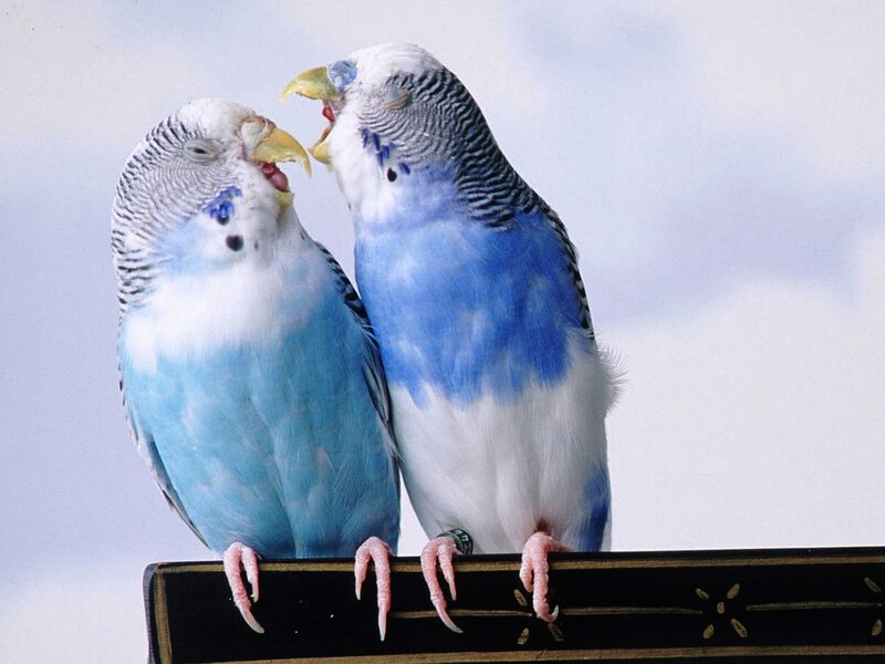 Two Blue Budgerigars — Calm
