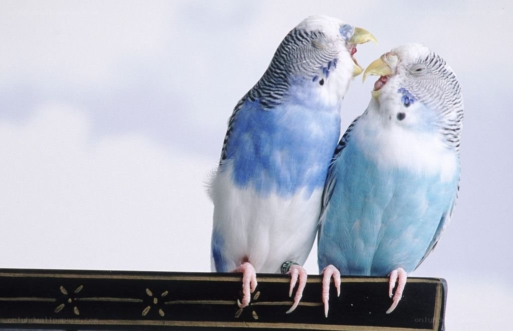 Two blue budgerigars interacting