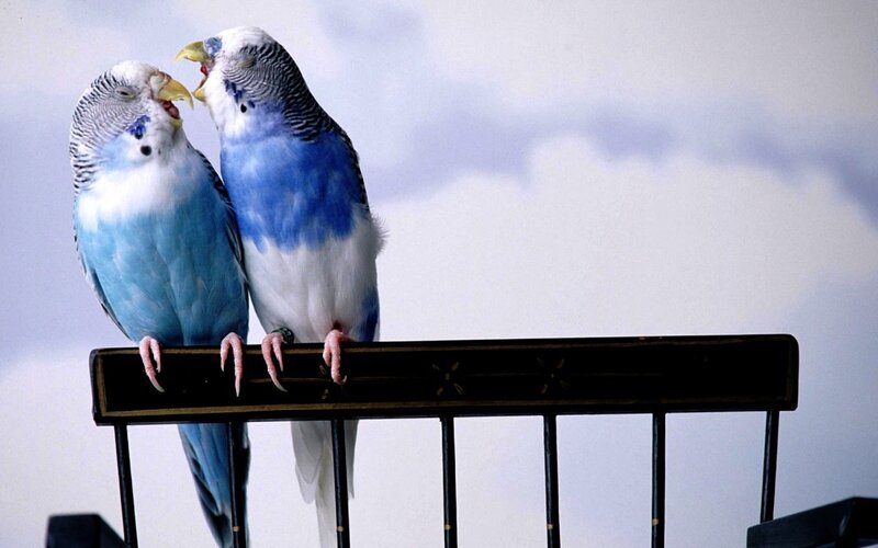 Two blue budgerigars perched