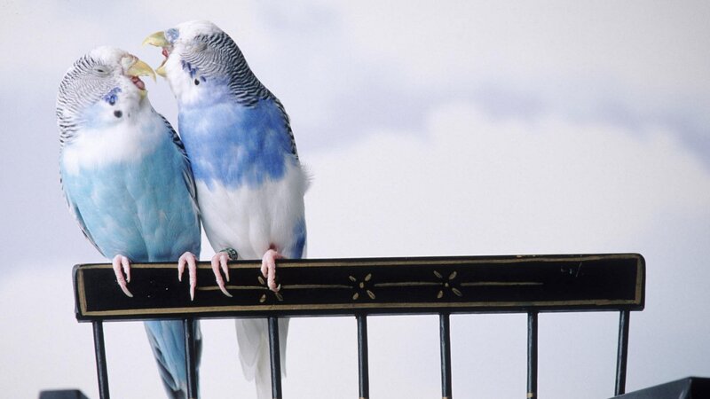 Two Blue Budgerigars — Photograph