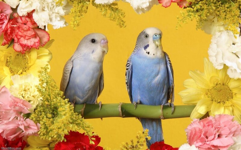 Two Blue Budgerigars