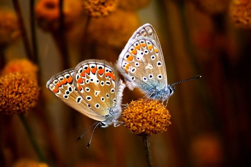 Two Blue Butterflies — Brown