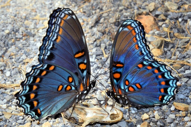 Two Blue Butterflies — Calm, Afternoon