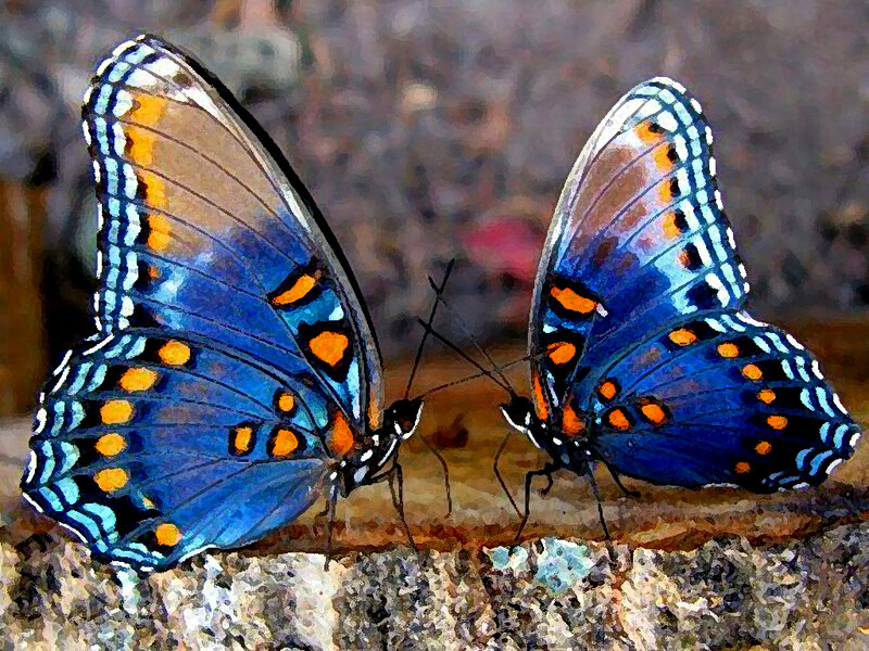 Two Blue Butterflies — Calm, Digital Art