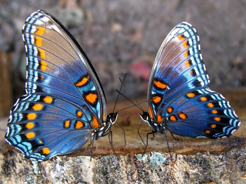 Two Blue Butterflies — Calm, Photograph