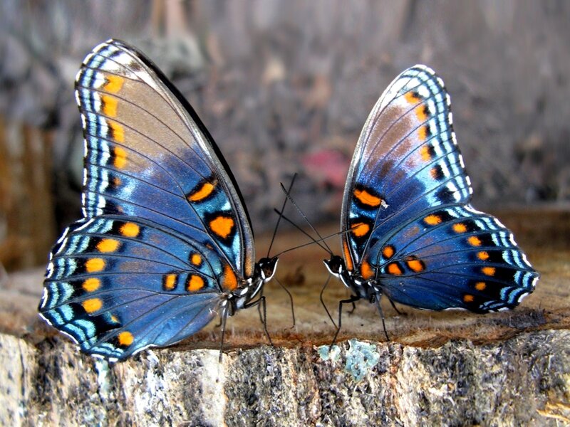Two Blue Butterflies — Calm, Photograph, Wood, Antennae, Wings