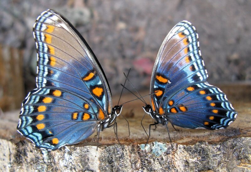 Two Blue Butterflies — Calm, Photograph, Wood