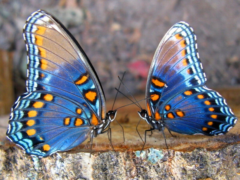 Two Blue Butterflies — Calm